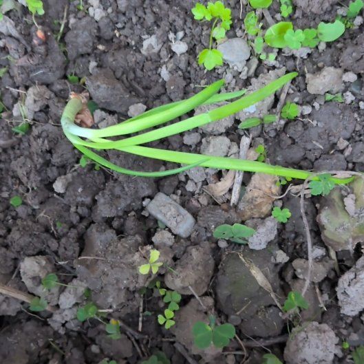 Photo of the plant species Globe Onion by @MannerlySedum60 named Mochi on Greg, the plant care app