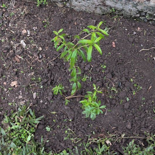 Photo of the plant species lemon verbena by @MannerlySedum60 named Cedron on Greg, the plant care app