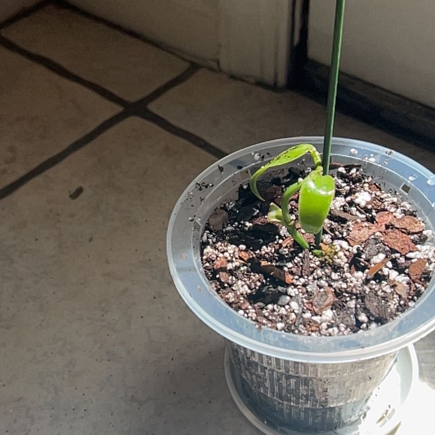 Photo of the plant species vanilla orchid by @WiredCaraway95 named velvet on Greg, the plant care app