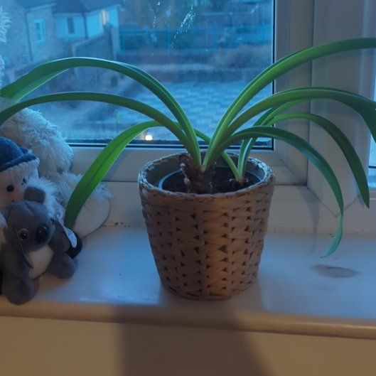 Photo of the plant species Amaryllis by @YeahSoursop62 named Rosa on Greg, the plant care app