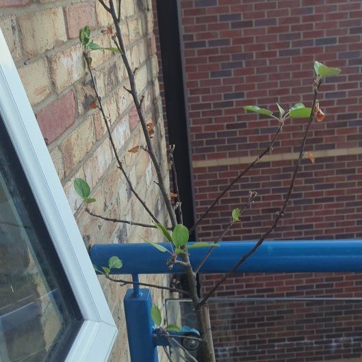Photo of the plant species Apple by @YeahSoursop62 named Keanu Leaves on Greg, the plant care app