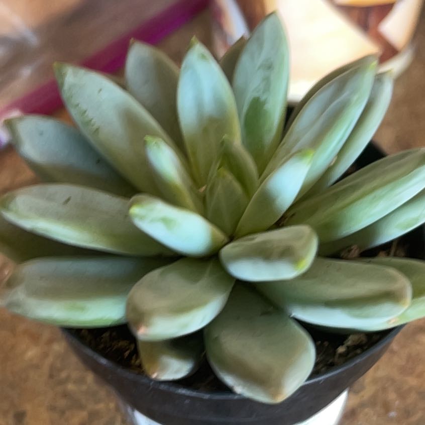 Photo of the plant species Pachyveria Little Jewel by @HonestDodder94 named Kobe on Greg, the plant care app