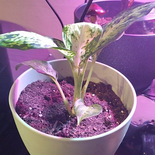 Photo of the plant species Dieffenbachia 'Camille' by @LordAloeyucca97 named Orlando Bloom on Greg, the plant care app