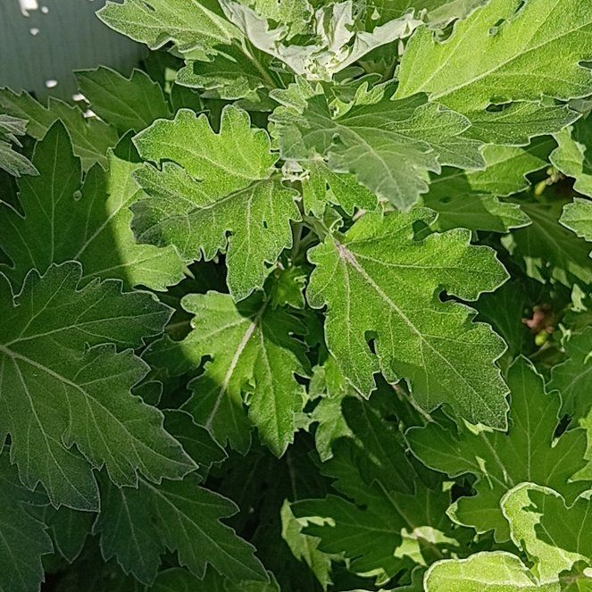 Photo of the plant species Mugwort by @TopPukatea72 named Lebron on Greg, the plant care app