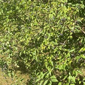 Photo of the plant species American Plum by @HelperShallot36 named Walt on Greg, the plant care app