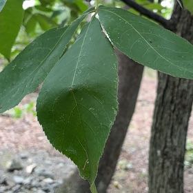 Photo of the plant species Pignut Hickory by @PureGreenash15 named Fernie Mercury on Greg, the plant care app