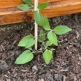 Photo of the plant species Purple Clematis by @ClementChilli54 named Austen on Greg, the plant care app