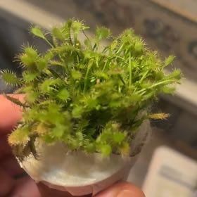 Photo of the plant species Spiky Bog-Moss by @SirMayten21 named Mochi on Greg, the plant care app