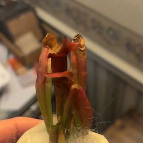 Photo of the plant species Hooded Pitcherplant by @SirMayten21 named Luna on Greg, the plant care app