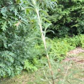 Photo of the plant species Mugwort by @GemWildyam36 named Mando on Greg, the plant care app