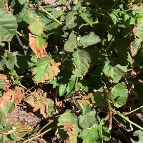 Photo of the plant species Boysenberry by @BigIceplant15 named Gomez on Greg, the plant care app