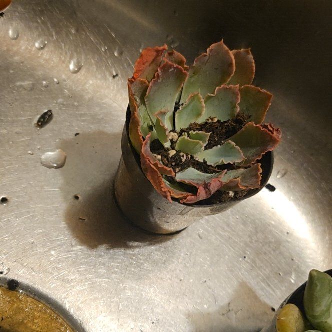 Photo of the plant species Butterfly Agave by @AvidTropical68 named Gomez on Greg, the plant care app