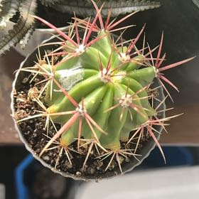 Photo of the plant species Ferocactus histrix by @SpicyLambsear40 named Elle on Greg, the plant care app