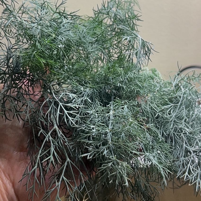 Photo of the plant species Dill by @FitLuronium93 named Muhammad Ali on Greg, the plant care app