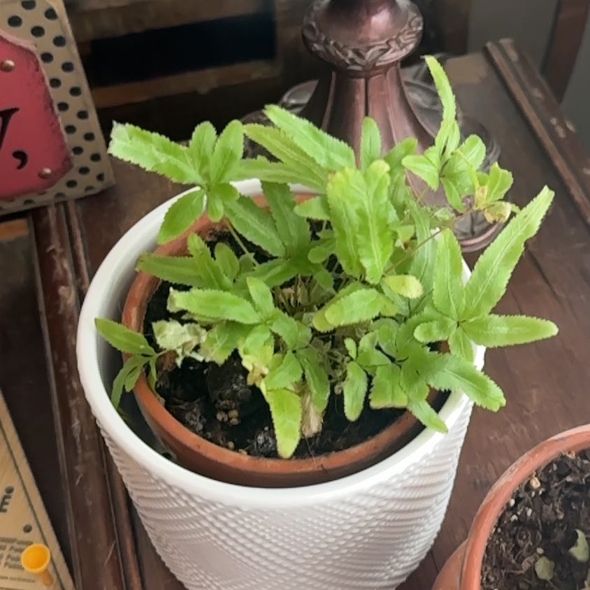 Photo of the plant species Cretan Brake by @SlickMoonwort48 named Aria on Greg, the plant care app