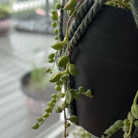Photo of the plant species String of Raindrops by @BeatificJade16 named Remington on Greg, the plant care app