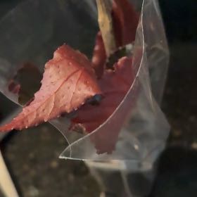Photo of the plant species American Sweetgum by @DeftGreenice64 named Treeyoncé on Greg, the plant care app