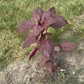 Photo of the plant species Mexican Grain Amaranth by @DeftGreenice64 named Fernie Mac on Greg, the plant care app