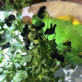 Photo of the plant species Wild Pansy by @HeroicPotato0 named Sanders on Greg, the plant care app