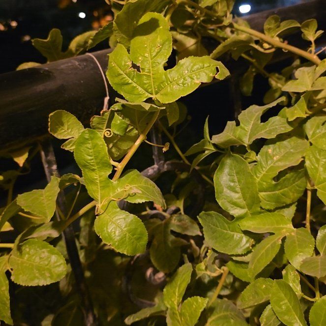 Photo of the plant species Passion Fruit by @ZestySalsify52 named Achilles on Greg, the plant care app