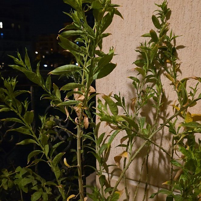 Photo of the plant species Night-Blooming Jessamine by @ZestySalsify52 named ChloroPhil on Greg, the plant care app