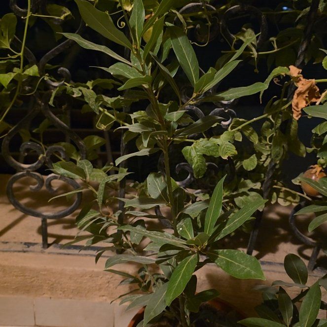 Photo of the plant species Bay Laurel by @ZestySalsify52 named Kobe on Greg, the plant care app