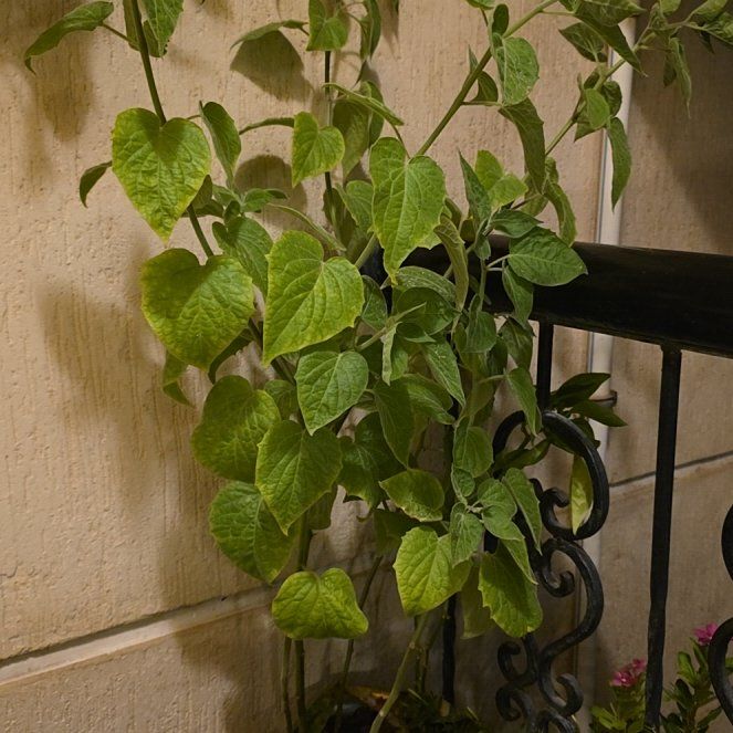 Photo of the plant species Cape Gooseberry by @ZestySalsify52 named Demi on Greg, the plant care app