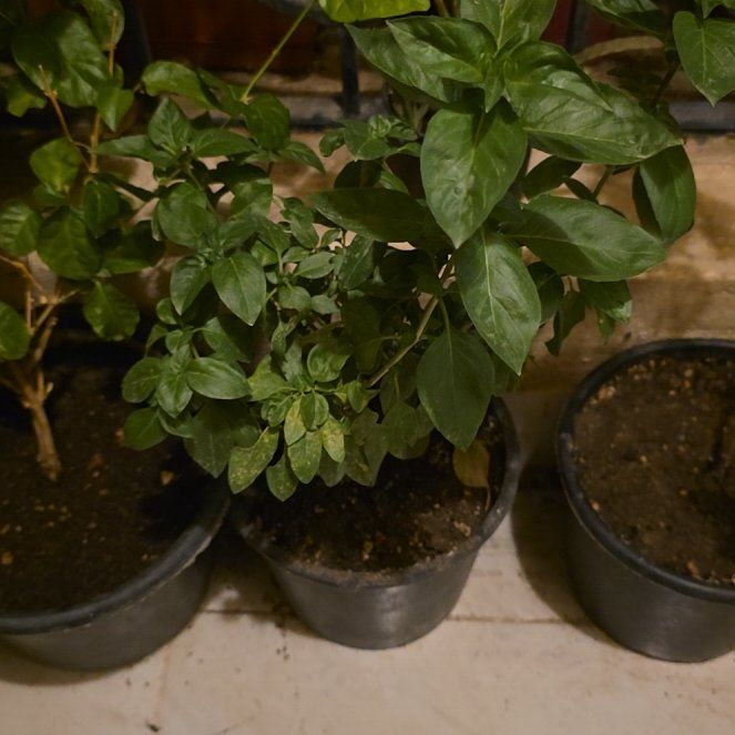 Photo of the plant species Thai Basil by @ZestySalsify52 named Rosa on Greg, the plant care app