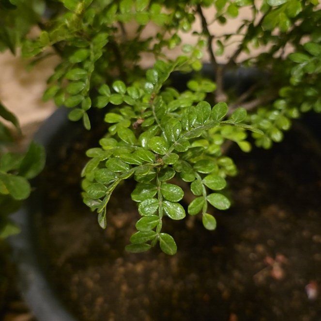 Photo of the plant species Wild Lime by @ZestySalsify52 named Sanders on Greg, the plant care app
