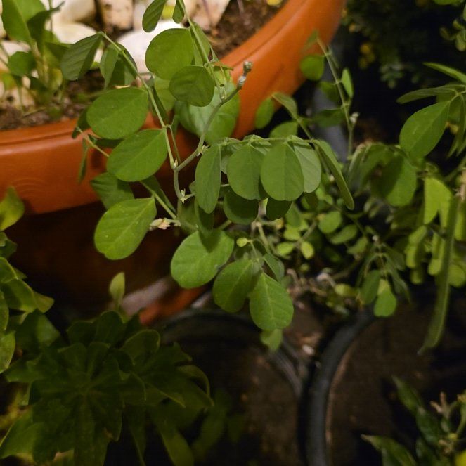 Photo of the plant species Asian Pigeonwings by @ZestySalsify52 named Orlando Bloom on Greg, the plant care app