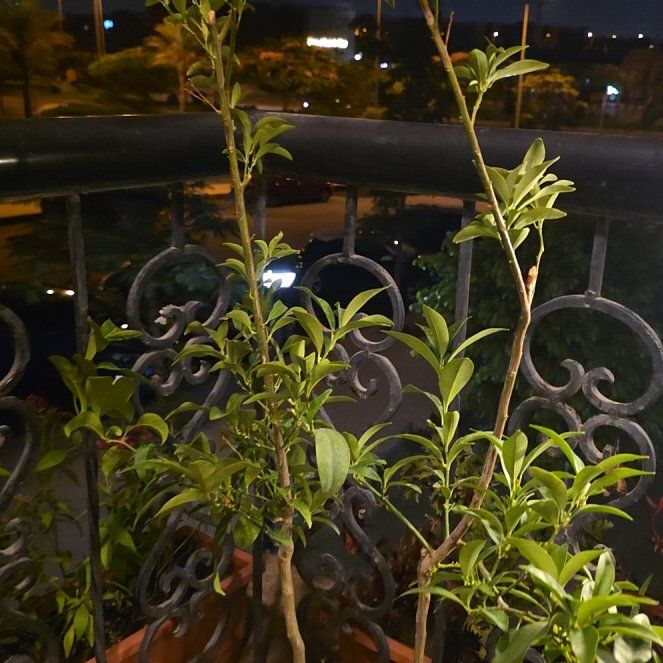 Photo of the plant species Oval kumquat by @ZestySalsify52 named Hamilton on Greg, the plant care app