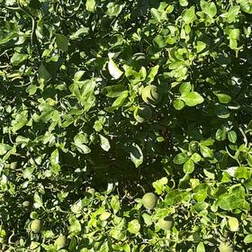 Photo of the plant species Hardy Orange by @MentorLukiwan69 named Bigleef Smalls on Greg, the plant care app
