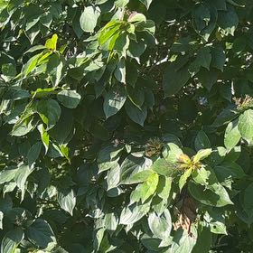Photo of the plant species Amur Honeysuckle by @MentorLukiwan69 named Gregarious on Greg, the plant care app