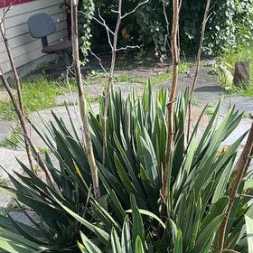 Photo of the plant species Adam's Needle by @MentorLukiwan69 named Foxxy on Greg, the plant care app