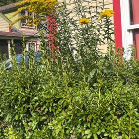 Photo of the plant species Seaside Goldenrod by @MentorLukiwan69 named Rosa on Greg, the plant care app
