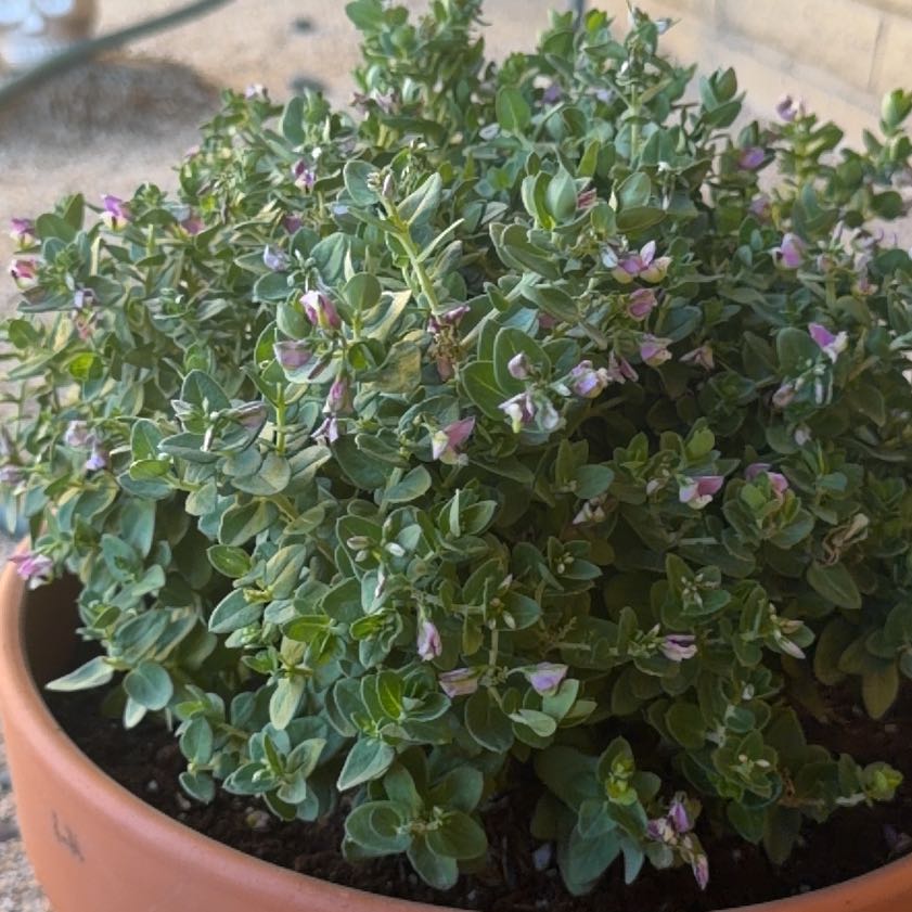 Photo of the plant species Sweet Pea Bush by @BrainyRhodora76 named Sweetie on Greg, the plant care app