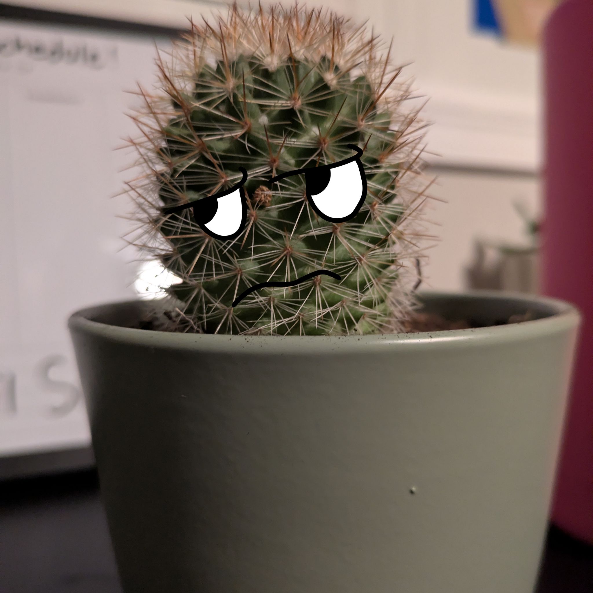 Photo of the plant species Mammillaria spinosissima f. rubrispina by @HipBogarum28 named Frank on Greg, the plant care app