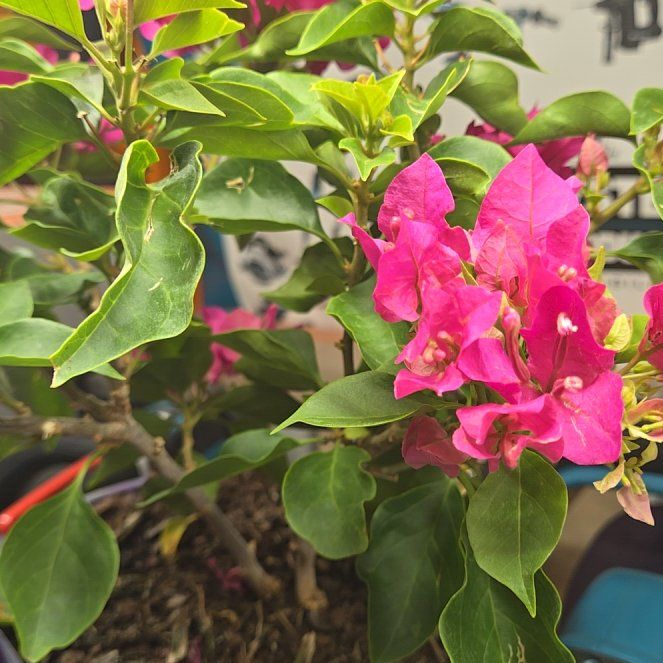Photo of the plant species Bougainvillea 'Purple Princess' by @LoyallySalal10 named Miley on Greg, the plant care app