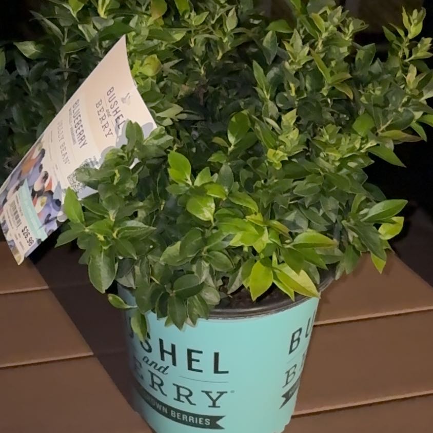 Photo of the plant species American Blueberry by @SilkyInchworm22 named Tolkien on Greg, the plant care app