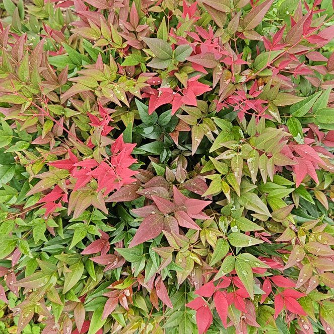 Photo of the plant species Sacred Bamboo by @GoddessMakole33 named Gaga on Greg, the plant care app