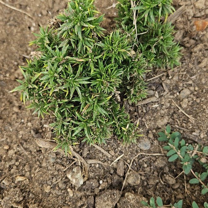 Photo of the plant species Moss Phlox by @GoddessMakole33 named Captain Plant-it on Greg, the plant care app