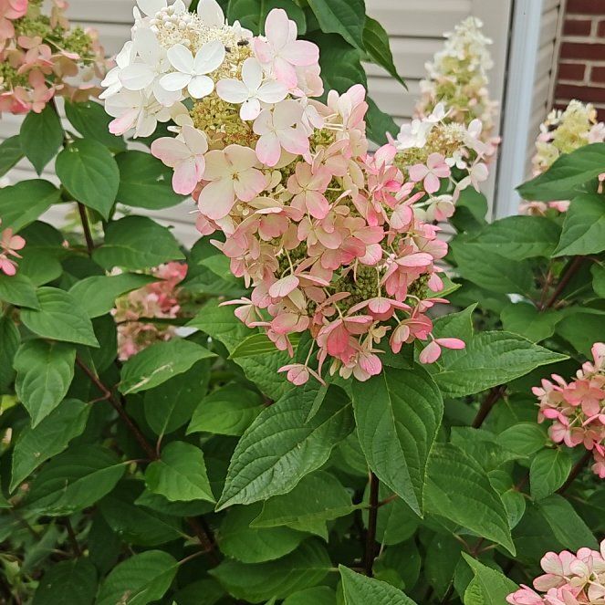 Photo of the plant species Panicle Hydrangea by @GoddessMakole33 named Aristotle on Greg, the plant care app