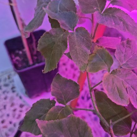 Photo of the plant species Blackberry by @JesterBrowallia named Tupot amaroot on Greg, the plant care app