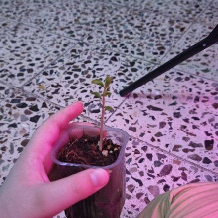 Photo of the plant species Apricot by @JesterBrowallia named Fernie Mac on Greg, the plant care app