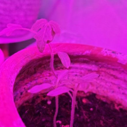 Photo of the plant species Cherry Tomato by @JesterBrowallia named Demi on Greg, the plant care app