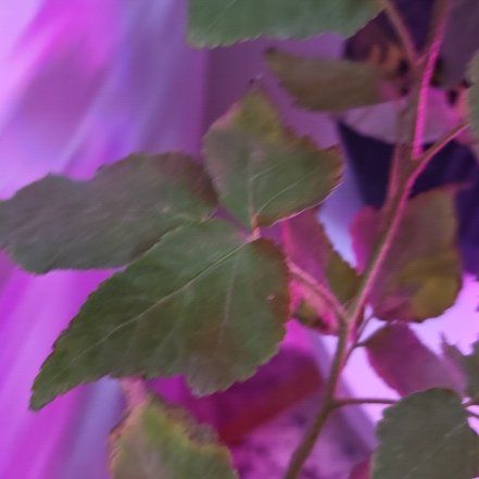 Photo of the plant species Blackberry by @JesterBrowallia named Sproutacus on Greg, the plant care app