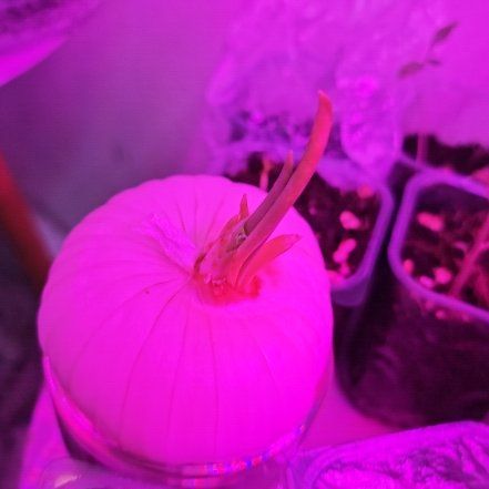 Photo of the plant species Globe Onion by @JesterBrowallia named Mando on Greg, the plant care app