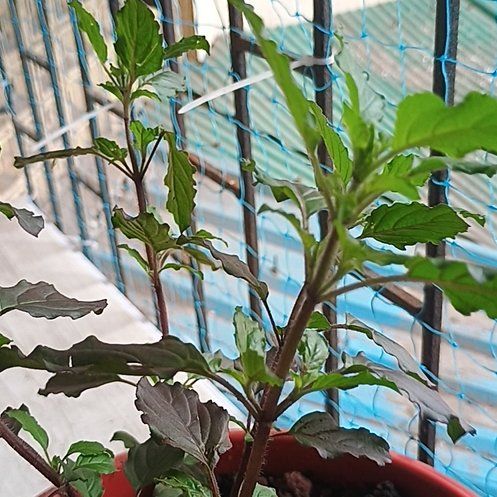 Photo of the plant species Holy Basil (Tulsi) by @FairBlueelf32 named Zeus on Greg, the plant care app