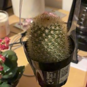 Photo of the plant species Mammillaria densispina by @PurePlanera38 named Huckleberry Fern on Greg, the plant care app