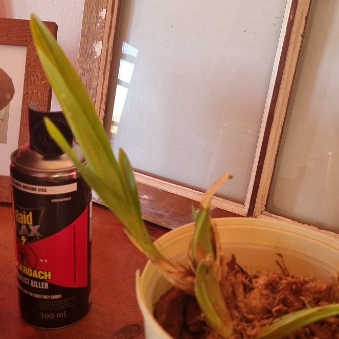 Photo of the plant species Orchid by @VividYuzutree7 named Muhammad Ali on Greg, the plant care app